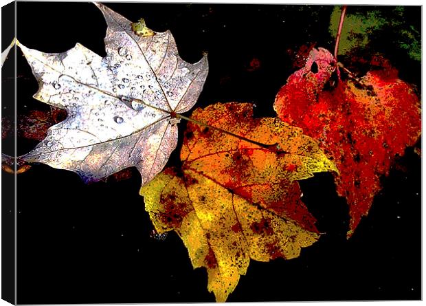 Old Leaves Floating  Canvas Print by james balzano, jr.