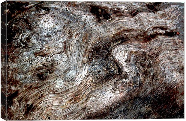 Close Up Driftwood  Canvas Print by james balzano, jr.