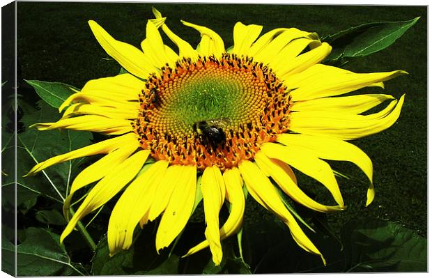 Flies on Sunflower  Canvas Print by james balzano, jr.