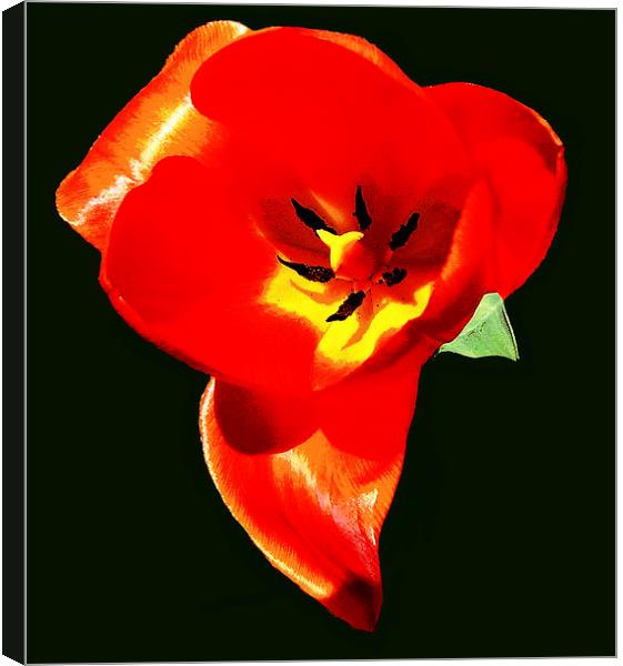 Fiery Tulip   Canvas Print by james balzano, jr.