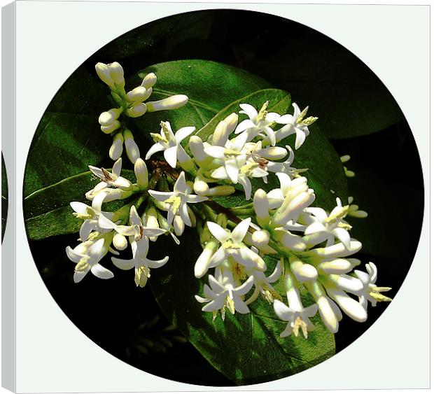  Gorgeous White Flora Canvas Print by james balzano, jr.