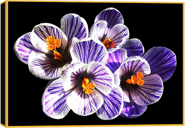 Brand New Crocus Canvas Print by james balzano, jr.