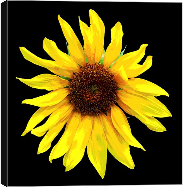  Glorious Sunflower Canvas Print by james balzano, jr.