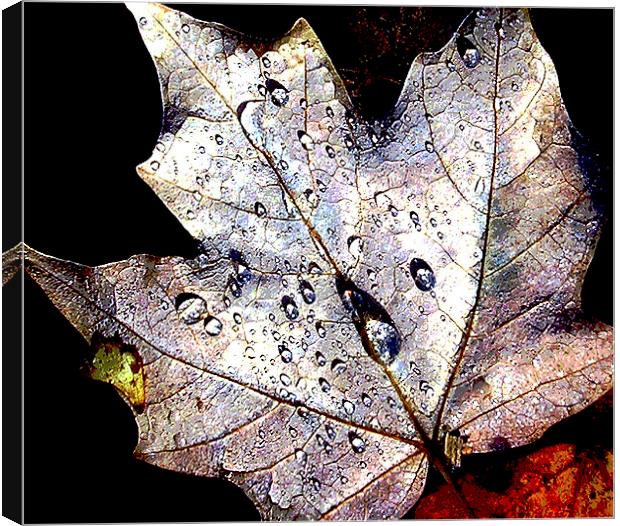 Maple Leaf Afloat  Canvas Print by james balzano, jr.