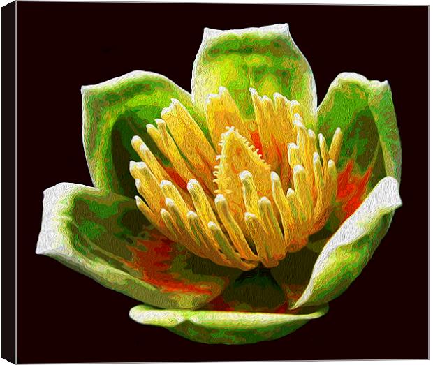 Tulip Tree Blossom  Canvas Print by james balzano, jr.