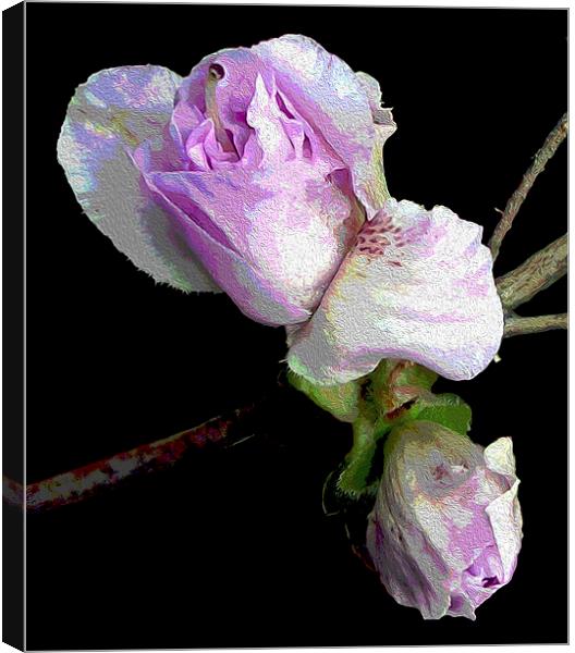 Azalea Buds Blossoming  Canvas Print by james balzano, jr.