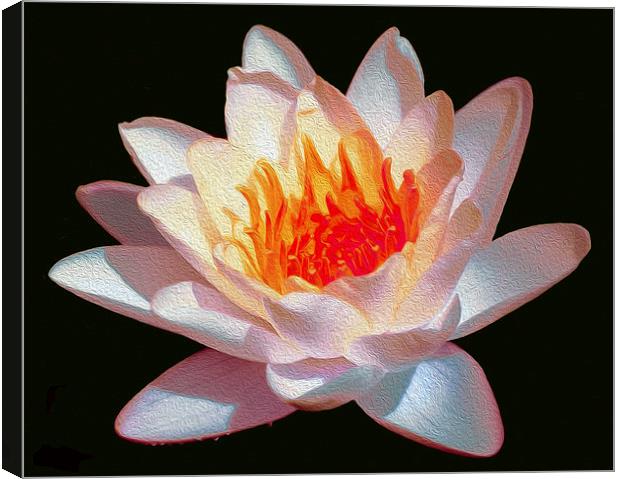 Oil Painted Waterlily  Canvas Print by james balzano, jr.