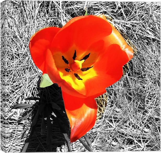 Rosy Tulip  Canvas Print by james balzano, jr.