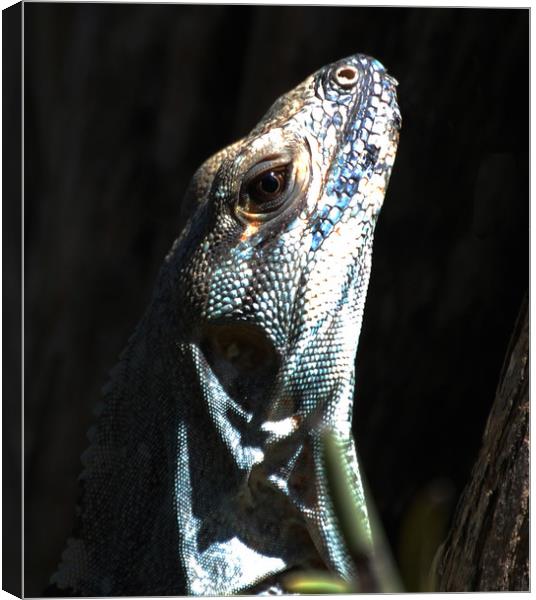 Close Up Lizard Canvas Print by james balzano, jr.