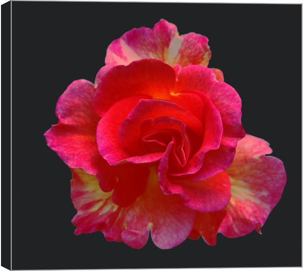 Bright Bi-Colored Rose Canvas Print by james balzano, jr.