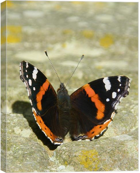 Butterfly getting a tan Canvas Print by Jonathan Harker