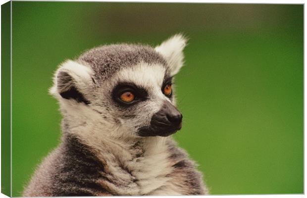 Lemur At London Zoo Canvas Print by Kevin Dyer