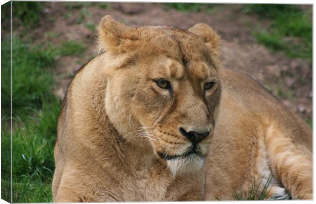 Grumpy lioness Canvas Print by charlie Mellow