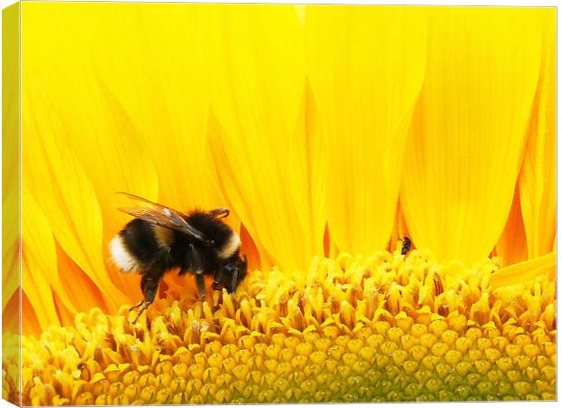 bees Canvas Print by timothy harris