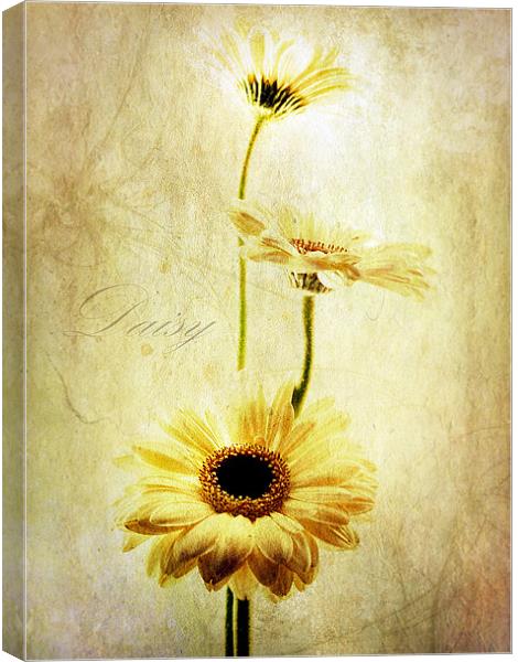 Summer Daisies Canvas Print by Aj’s Images