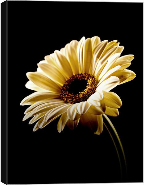 Floral Highlights Canvas Print by Aj’s Images