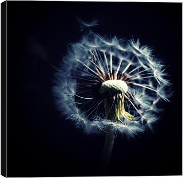 Dandelion Blowing In The Wind Canvas Print by Aj’s Images