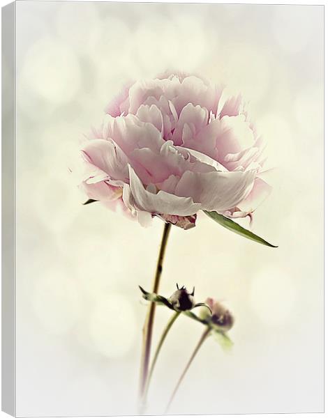 Perfect Peony Canvas Print by Aj’s Images