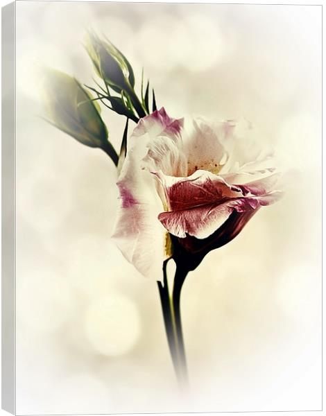 Lovely Lisianthus Canvas Print by Aj’s Images