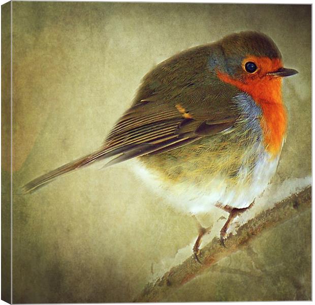 Robin Canvas Print by Aj’s Images
