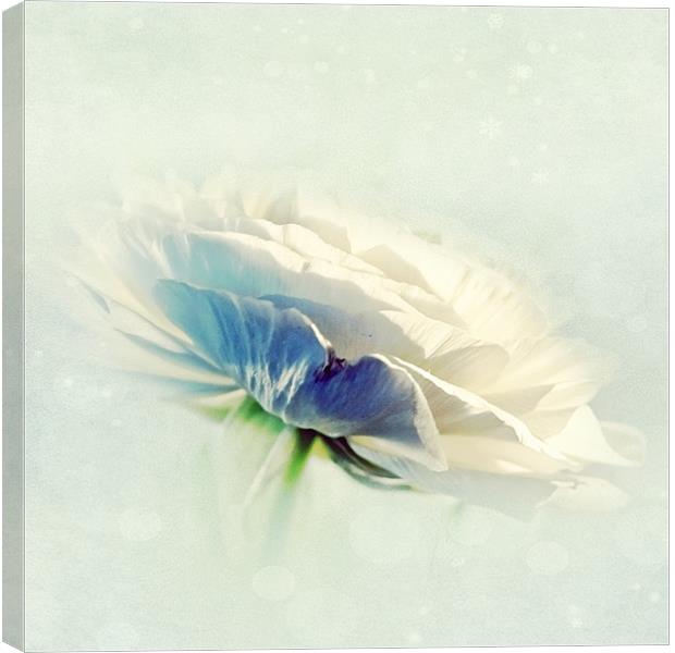 White Ranunculus Canvas Print by Aj’s Images