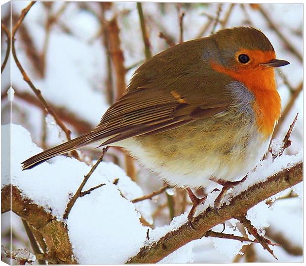 A Robin In The Snow. Canvas Print by Aj’s Images