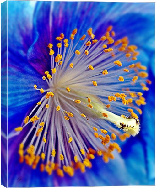 Blue Himalayan Poppy. Canvas Print by Aj’s Images