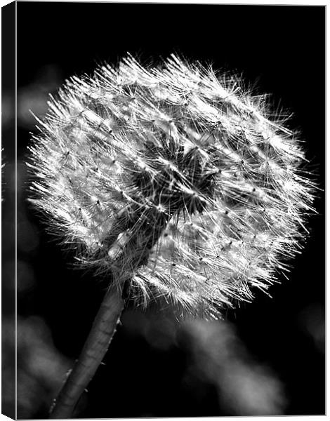 Dandy Days In Black And White. Canvas Print by Aj’s Images