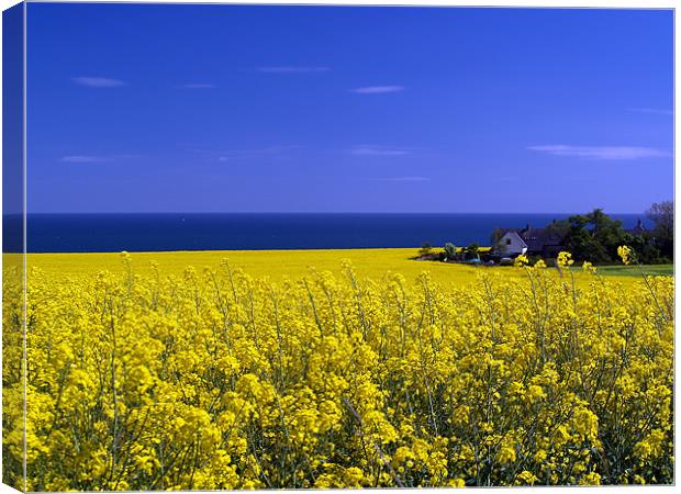 Hidden In The Rape Seed. Canvas Print by Aj’s Images