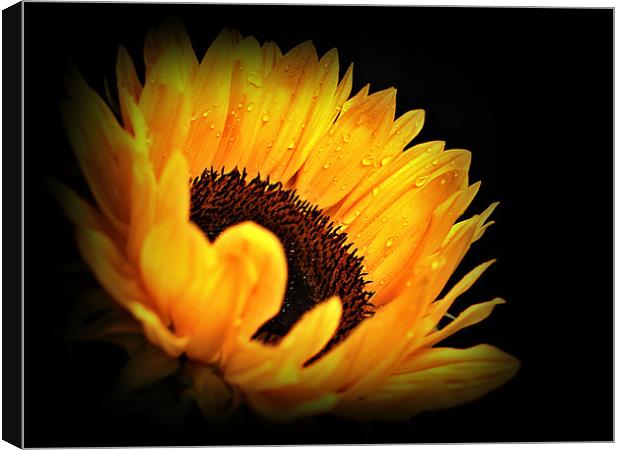 A Sunflower With Waterdrops. Canvas Print by Aj’s Images