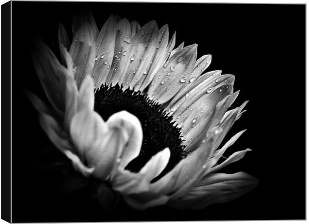 Sunflower Droplets In BW Canvas Print by Aj’s Images