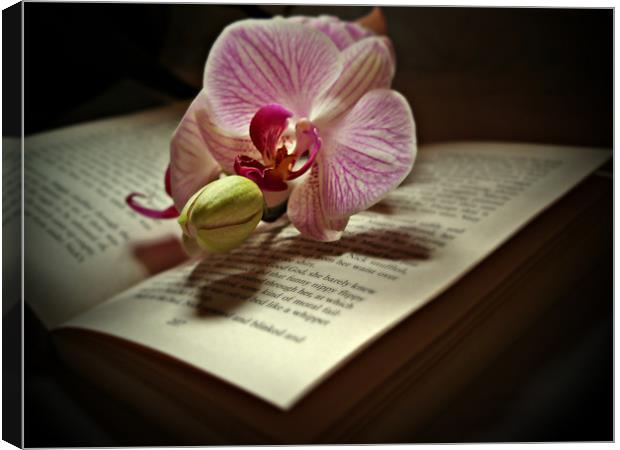 The Story Of An Orchid Canvas Print by Aj’s Images