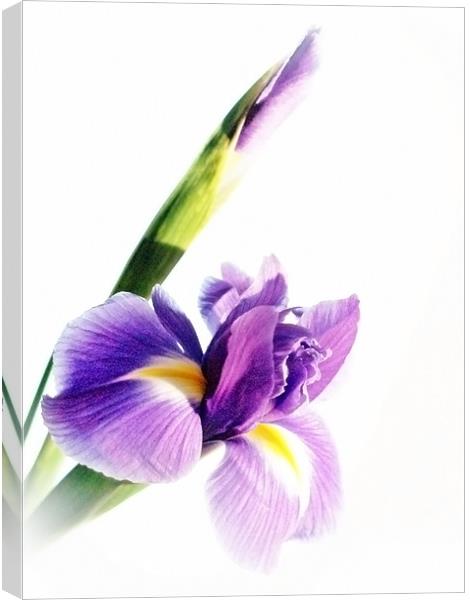 Iris In Bloom Canvas Print by Aj’s Images