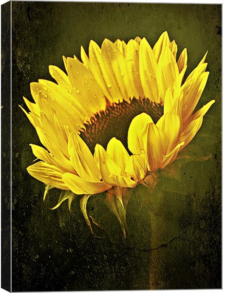 Petals Of A Sunflower. Canvas Print by Aj’s Images