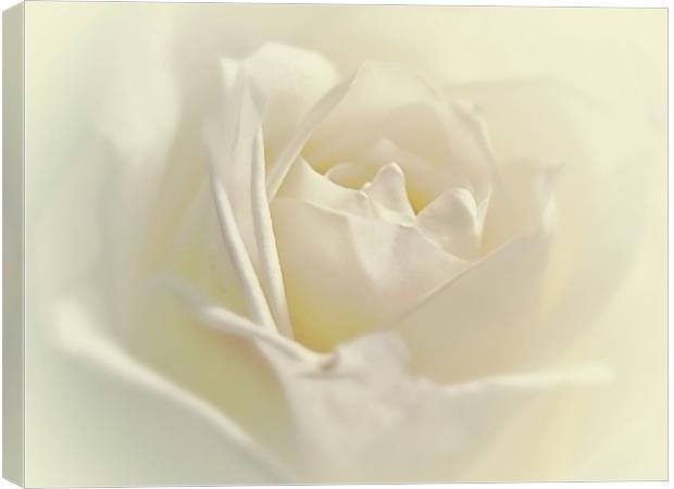 Soft White Rose Canvas Print by Aj’s Images