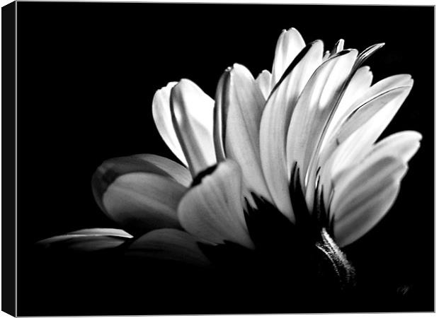 Gerbera In Black And White. Canvas Print by Aj’s Images