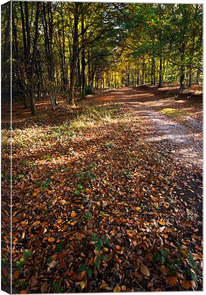 Autumn Leaves Canvas Print by Stephen Mole