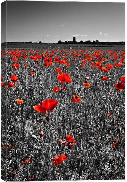 Poppy view Canvas Print by Stephen Mole