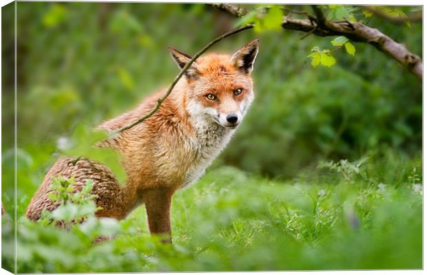 Foxy stare Canvas Print by Stephen Mole