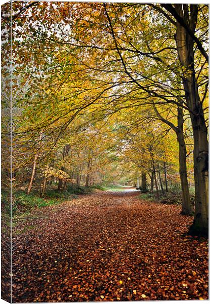 Leafy Pathway Canvas Print by Stephen Mole
