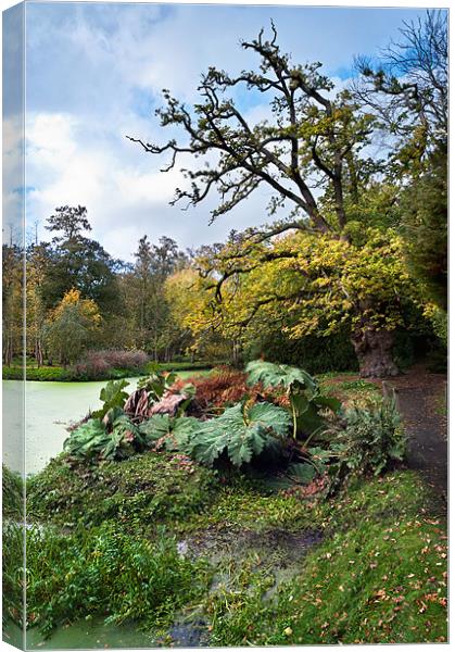 Autumn decay Canvas Print by Stephen Mole