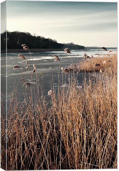 Frozen Ormesby Broad Canvas Print by Stephen Mole