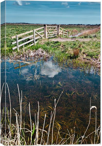Marsh View Canvas Print by Stephen Mole