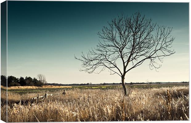 Lonely Tree Canvas Print by Stephen Mole