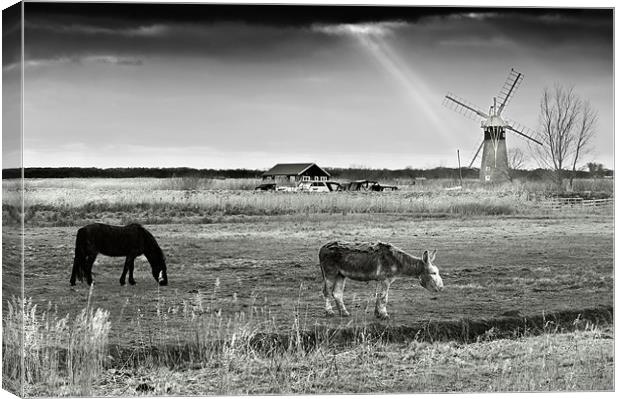 Horse and Mule grazing by St Benets Mill Canvas Print by Stephen Mole