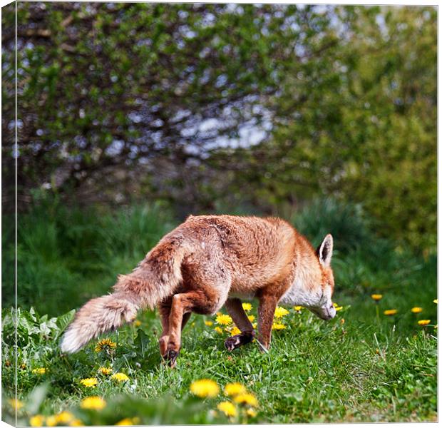 Fox on a hunt Canvas Print by Stephen Mole