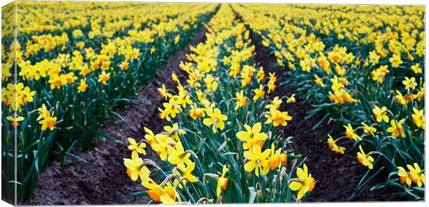 Field of daffodils Canvas Print by Stephen Mole