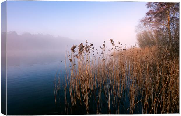 Reeds at Ormesby Little Broad Canvas Print by Stephen Mole