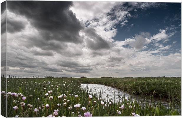 Flowers at Morston Canvas Print by Stephen Mole