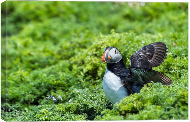 Puffin with opening wings Canvas Print by Stephen Mole